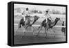 Camel Race in Saudi Arabia in Honour of Queen Elizabeth Ii's Visit to To the Middle East, 1979-null-Framed Stretched Canvas