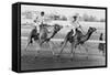 Camel Race in Saudi Arabia in Honour of Queen Elizabeth Ii's Visit to To the Middle East, 1979-null-Framed Stretched Canvas