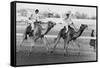 Camel Race in Saudi Arabia in Honour of Queen Elizabeth Ii's Visit to To the Middle East, 1979-null-Framed Stretched Canvas