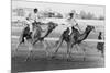 Camel Race in Saudi Arabia in Honour of Queen Elizabeth Ii's Visit to To the Middle East, 1979-null-Mounted Photo