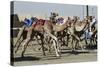 Camel Racing at Al Shahaniya Race Track, 20Km Outside Doha, Qatar, Middle East-Matt-Stretched Canvas