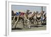 Camel Racing at Al Shahaniya Race Track, 20Km Outside Doha, Qatar, Middle East-Matt-Framed Photographic Print