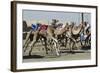 Camel Racing at Al Shahaniya Race Track, 20Km Outside Doha, Qatar, Middle East-Matt-Framed Photographic Print