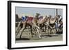 Camel Racing at Al Shahaniya Race Track, 20Km Outside Doha, Qatar, Middle East-Matt-Framed Photographic Print