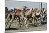 Camel Racing at Al Shahaniya Race Track, 20Km Outside Doha, Qatar, Middle East-Matt-Mounted Photographic Print