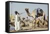 Camel Racing at Al Shahaniya Race Track, 20Km Outside Doha, Qatar, Middle East-Matt-Framed Stretched Canvas