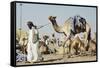 Camel Racing at Al Shahaniya Race Track, 20Km Outside Doha, Qatar, Middle East-Matt-Framed Stretched Canvas