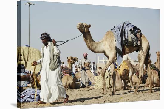 Camel Racing at Al Shahaniya Race Track, 20Km Outside Doha, Qatar, Middle East-Matt-Stretched Canvas