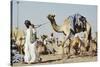 Camel Racing at Al Shahaniya Race Track, 20Km Outside Doha, Qatar, Middle East-Matt-Stretched Canvas