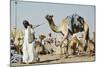 Camel Racing at Al Shahaniya Race Track, 20Km Outside Doha, Qatar, Middle East-Matt-Mounted Photographic Print