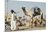 Camel Racing at Al Shahaniya Race Track, 20Km Outside Doha, Qatar, Middle East-Matt-Mounted Photographic Print