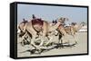 Camel Racing at Al Shahaniya Race Track, 20Km Outside Doha, Qatar, Middle East-Matt-Framed Stretched Canvas