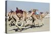 Camel Racing at Al Shahaniya Race Track, 20Km Outside Doha, Qatar, Middle East-Matt-Stretched Canvas