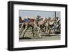 Camel Racing at Al Shahaniya Race Track, 20Km Outside Doha, Qatar, Middle East-Matt-Framed Photographic Print