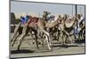 Camel Racing at Al Shahaniya Race Track, 20Km Outside Doha, Qatar, Middle East-Matt-Mounted Photographic Print