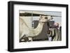 Camel Racing at Al Shahaniya Race Track, 20Km Outside Doha, Qatar, Middle East-Matt-Framed Photographic Print