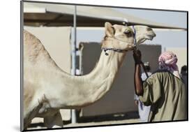 Camel Racing at Al Shahaniya Race Track, 20Km Outside Doha, Qatar, Middle East-Matt-Mounted Photographic Print