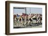 Camel Racing at Al Shahaniya Race Track, 20Km Outside Doha, Qatar, Middle East-Matt-Framed Photographic Print