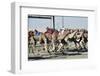 Camel Racing at Al Shahaniya Race Track, 20Km Outside Doha, Qatar, Middle East-Matt-Framed Photographic Print