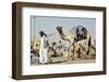 Camel Racing at Al Shahaniya Race Track, 20Km Outside Doha, Qatar, Middle East-Matt-Framed Photographic Print