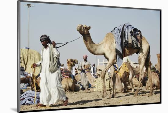 Camel Racing at Al Shahaniya Race Track, 20Km Outside Doha, Qatar, Middle East-Matt-Mounted Photographic Print