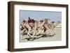 Camel Racing at Al Shahaniya Race Track, 20Km Outside Doha, Qatar, Middle East-Matt-Framed Photographic Print