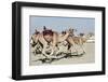 Camel Racing at Al Shahaniya Race Track, 20Km Outside Doha, Qatar, Middle East-Matt-Framed Photographic Print