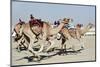 Camel Racing at Al Shahaniya Race Track, 20Km Outside Doha, Qatar, Middle East-Matt-Mounted Photographic Print