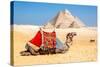 Camel Resting by the Pyramids, Giza, Egypt-Richard Silver-Stretched Canvas