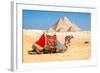 Camel Resting by the Pyramids, Giza, Egypt-Richard Silver-Framed Photographic Print