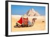 Camel Resting by the Pyramids, Giza, Egypt-Richard Silver-Framed Photographic Print