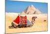 Camel Resting by the Pyramids, Giza, Egypt-Richard Silver-Mounted Photographic Print