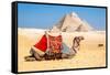 Camel Resting by the Pyramids, Giza, Egypt-Richard Silver-Framed Stretched Canvas