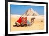 Camel Resting by the Pyramids, Giza, Egypt-Richard Silver-Framed Photographic Print