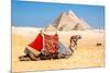 Camel Resting by the Pyramids, Giza, Egypt-Richard Silver-Mounted Photographic Print