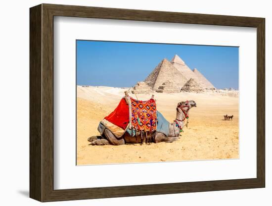 Camel Resting by the Pyramids, Giza, Egypt-Richard Silver-Framed Photographic Print