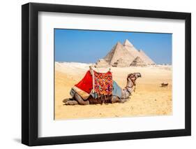 Camel Resting by the Pyramids, Giza, Egypt-Richard Silver-Framed Photographic Print