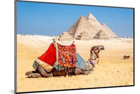 Camel Resting by the Pyramids, Giza, Egypt-Richard Silver-Mounted Photographic Print