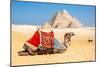 Camel Resting by the Pyramids, Giza, Egypt-Richard Silver-Mounted Photographic Print