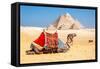 Camel Resting by the Pyramids, Giza, Egypt-Richard Silver-Framed Stretched Canvas