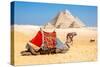 Camel Resting by the Pyramids, Giza, Egypt-Richard Silver-Stretched Canvas