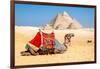 Camel Resting by the Pyramids, Giza, Egypt-Richard Silver-Framed Photographic Print