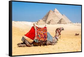 Camel Resting by the Pyramids, Giza, Egypt-Richard Silver-Framed Stretched Canvas