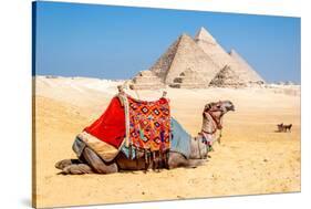 Camel Resting by the Pyramids, Giza, Egypt-Richard Silver-Stretched Canvas