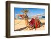 Camel Resting in Shadow on the Beach of Hurghada, Egypt-Patryk Kosmider-Framed Photographic Print