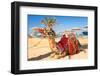 Camel Resting in Shadow on the Beach of Hurghada, Egypt-Patryk Kosmider-Framed Photographic Print