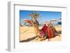 Camel Resting in Shadow on the Beach of Hurghada, Egypt-Patryk Kosmider-Framed Photographic Print