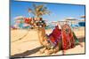 Camel Resting in Shadow on the Beach of Hurghada, Egypt-Patryk Kosmider-Mounted Photographic Print