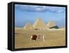 Camel Rider at Giza Pyramids, Giza, Cairo, Egypt, Africa-Nigel Francis-Framed Stretched Canvas