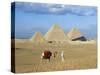 Camel Rider at Giza Pyramids, Giza, Cairo, Egypt, Africa-Nigel Francis-Stretched Canvas